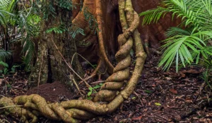 Ayahuasca Plant Medicine | Planta Medicinal de la Ayahuasca